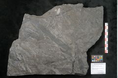 Foto (Objekt + Etikett) von Lepidodendron veltheimiamum Sternbg. (NHMW-GEO-2024-0188-11035)